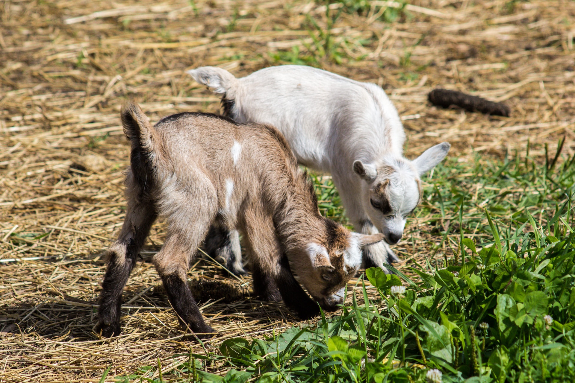 baby-goat